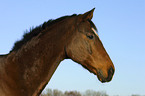 horse portrait