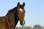 horse portrait