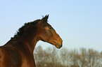 horse portrait