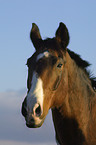 horse portrait