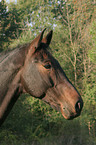 horse portrait