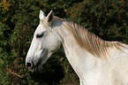 Grey horse portrait