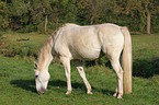 grazing grey horse