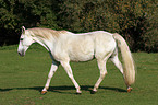 trotting grey horse