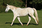 trotting grey horse