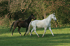 horses in the meadow