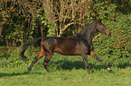 running horse