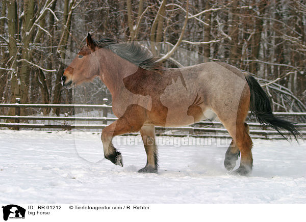 trabendes Kaltblut / big horse / RR-01212
