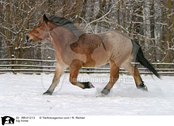 trabendes Kaltblut / big horse / RR-01213