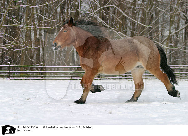 trabendes Kaltblut / big horse / RR-01214