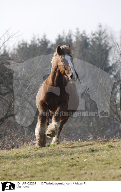 big horse / AP-02237