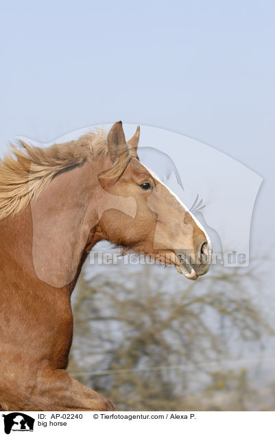 Schleswiger Kaltblut / big horse / AP-02240