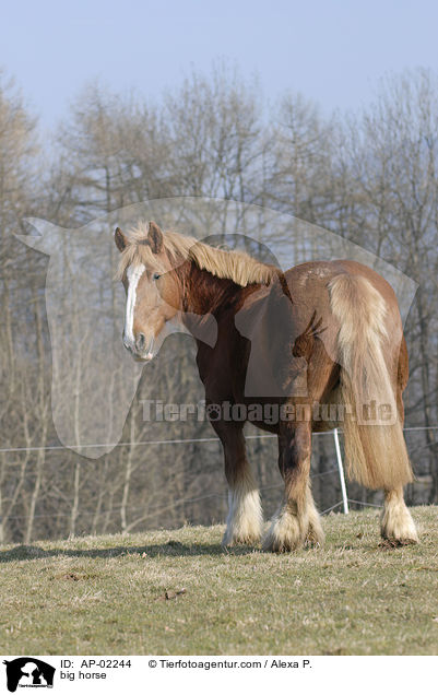big horse / AP-02244
