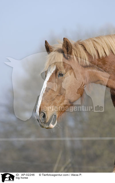 Schleswiger Kaltblut / big horse / AP-02246