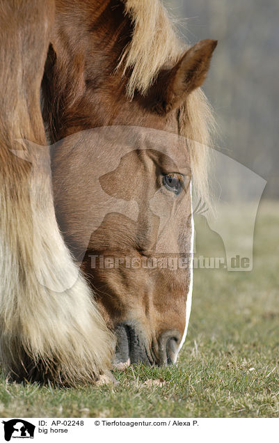 Schleswiger Kaltblut / big horse / AP-02248