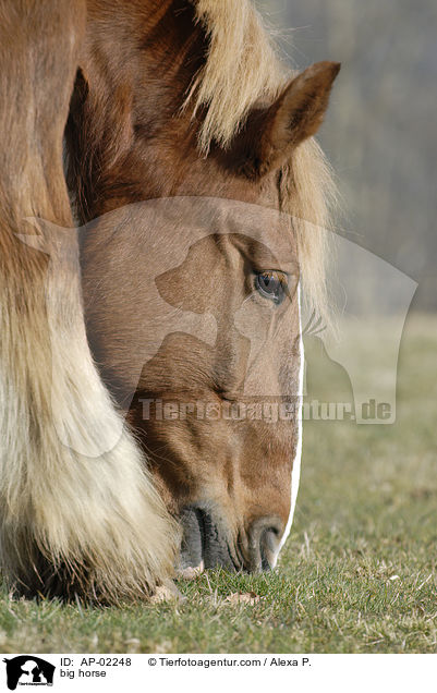 big horse / AP-02248