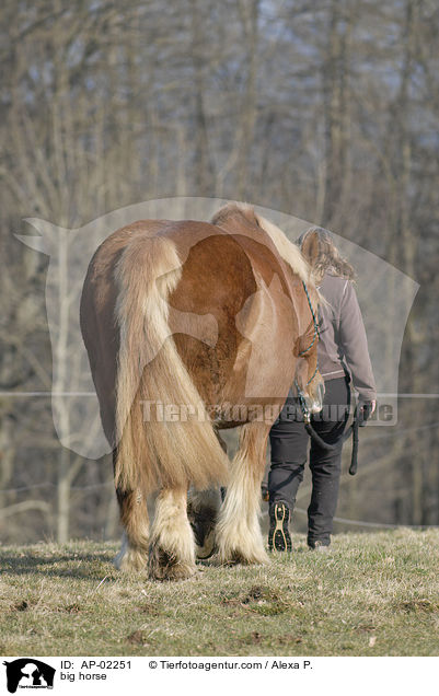 big horse / AP-02251