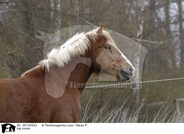 Schleswiger Kaltblut / big horse / AP-02523