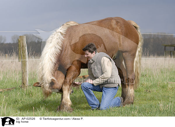 Schleswiger Kaltblut / big horse / AP-02526
