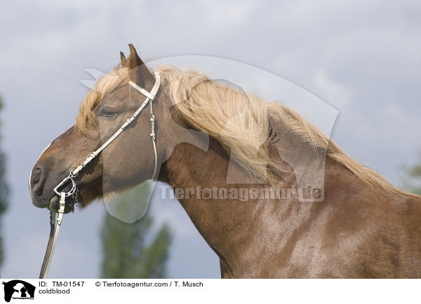 Schleswiger Kaltblut / coldblood / TM-01547