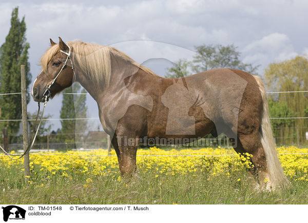 Schleswiger Kaltblut / coldblood / TM-01548