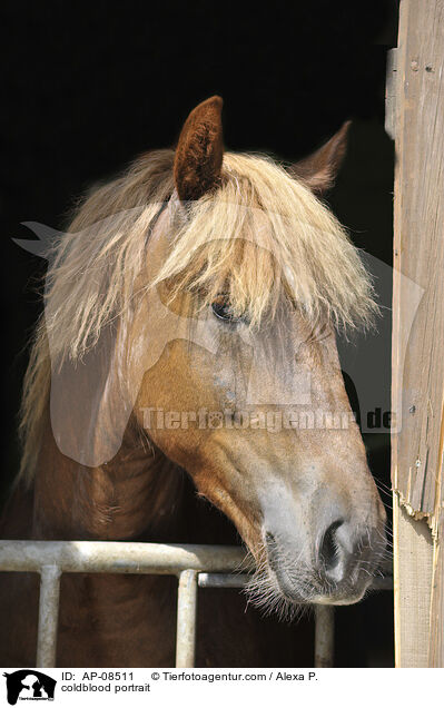 Schleswiger Kaltblut Portrait / coldblood portrait / AP-08511