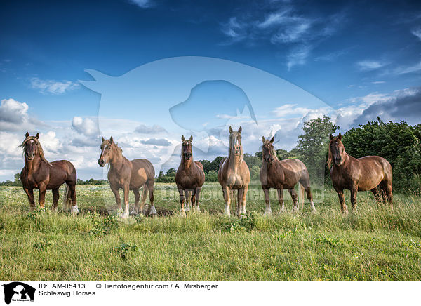 Schleswig Horses / AM-05413