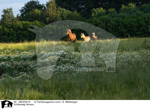 Schleswig Horses / AM-05414