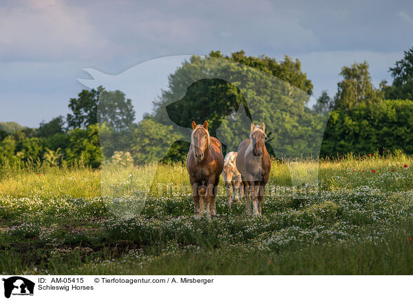 Schleswig Horses / AM-05415