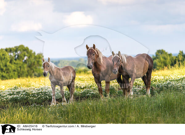 Schleswiger Kaltblter / Schleswig Horses / AM-05416