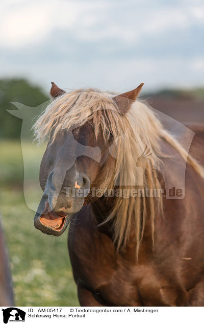 Schleswig Horse Portrait / AM-05417