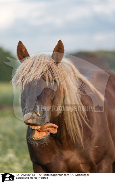 Schleswig Horse Portrait / AM-05418