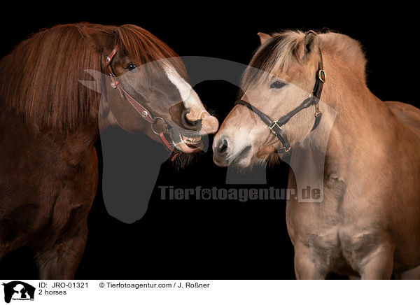 2 Pferde / 2 horses / JRO-01321