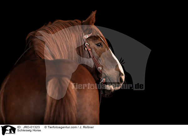 Schleswig Horse / JRO-01323