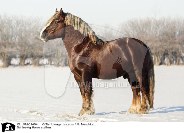 Schleswiger Kaltblut Hengst / Schleswig Horse stallion / MM-01404