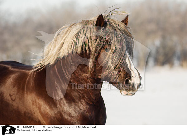Schleswiger Kaltblut Hengst / Schleswig Horse stallion / MM-01405
