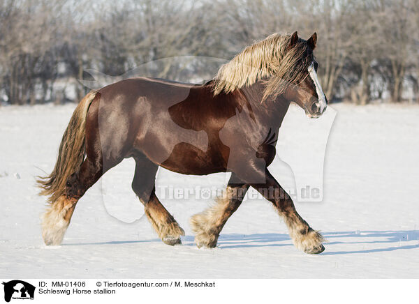 Schleswiger Kaltblut Hengst / Schleswig Horse stallion / MM-01406
