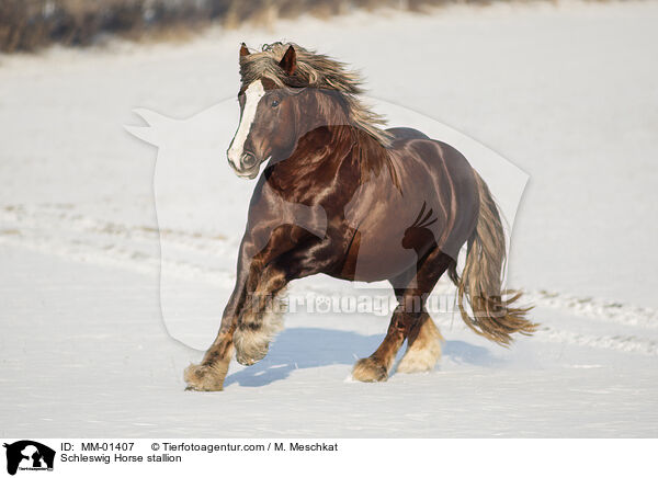 Schleswig Horse stallion / MM-01407
