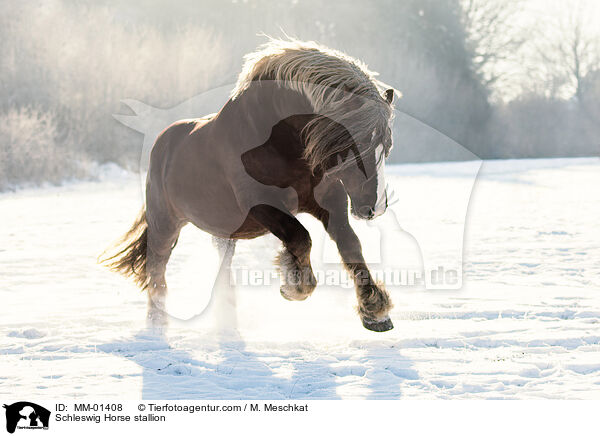 Schleswiger Kaltblut Hengst / Schleswig Horse stallion / MM-01408
