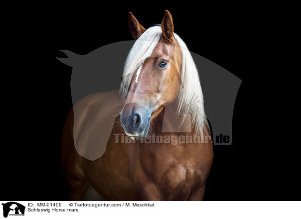 Schleswig Horse mare / MM-01409