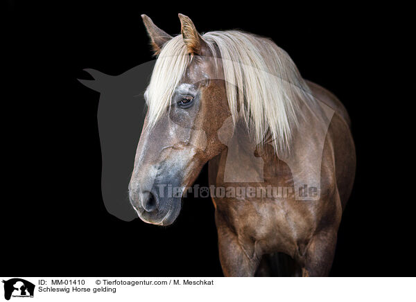 Schleswig Horse gelding / MM-01410