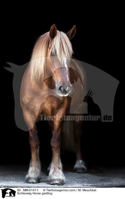 Schleswig Horse gelding / MM-01411