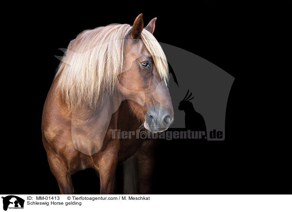 Schleswig Horse gelding / MM-01413