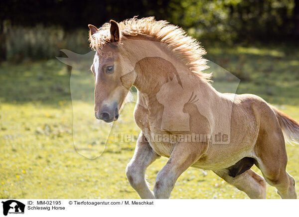Schleswig Horse / MM-02195