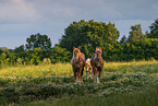 Schleswig Horses