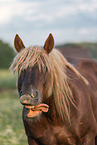 Schleswig Horse Portrait