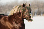 Schleswig Horse stallion