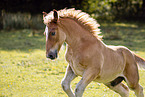 Schleswig Horse