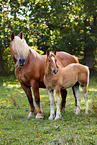 Schleswig Horses