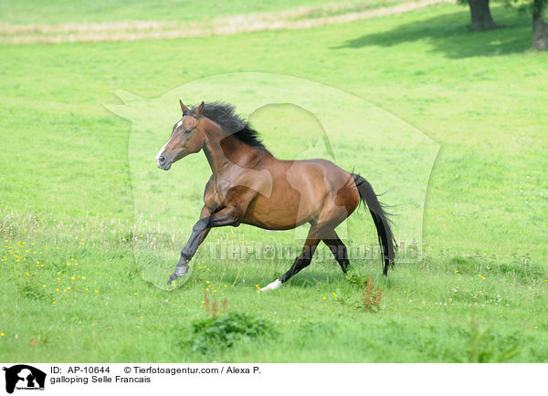 galloping Selle Francais / AP-10644